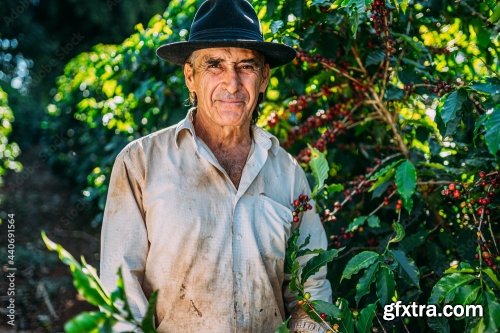 Coffee Farmer Is Harvesting Coffee Berries 6xJPEG