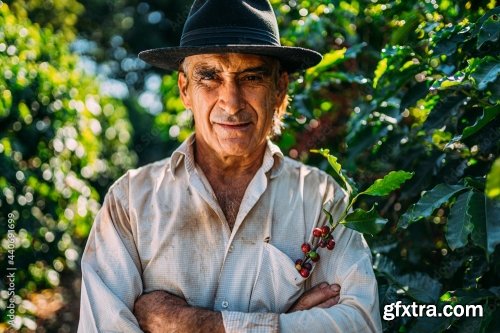 Coffee Farmer Is Harvesting Coffee Berries 6xJPEG