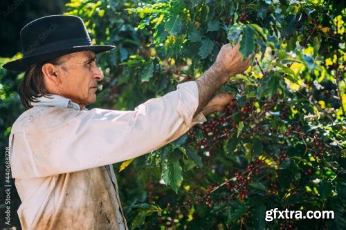 Coffee Farmer Is Harvesting Coffee Berries 6xJPEG