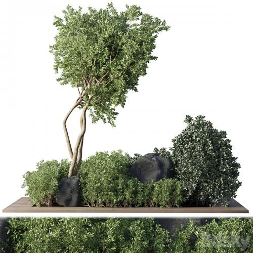 Collection Outdoor Indoor plant 67_green garden plant-tree-bush corona