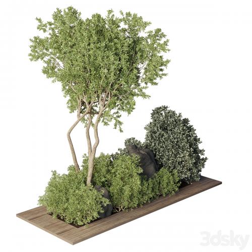 Collection Outdoor Indoor plant 67_green garden plant-tree-bush corona