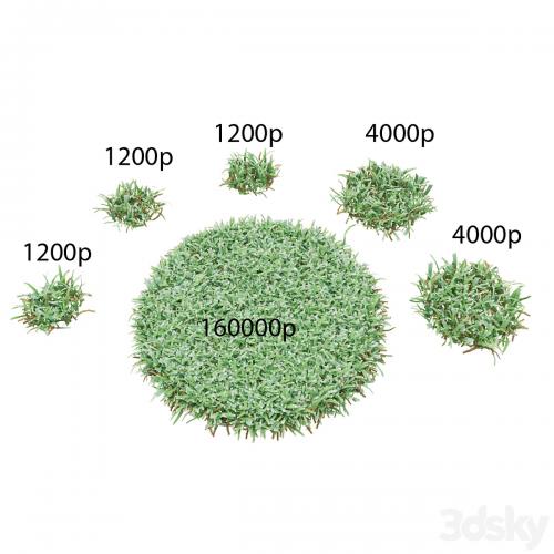 lawn