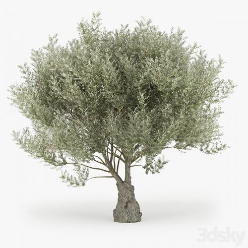 Olea europaea