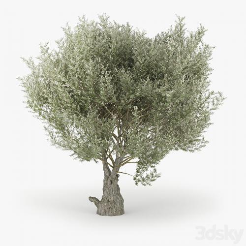 Olea europaea