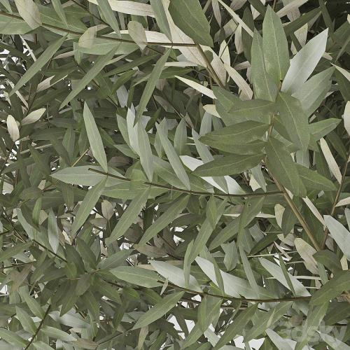 Olea europaea