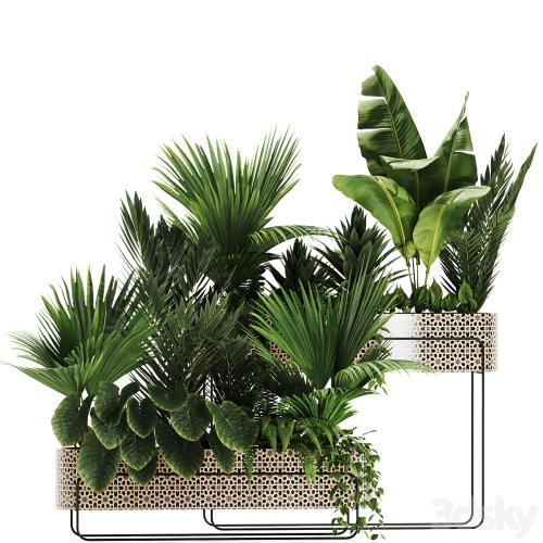 Indoor plants in box set-70