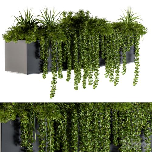 ivy plants in box - Outdoor Set 62