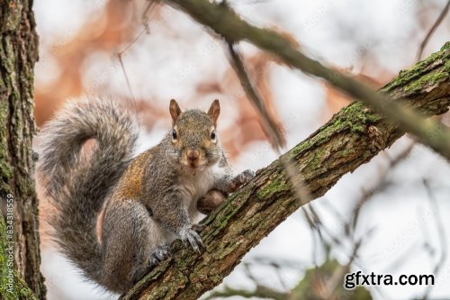 Closeup Of A Squirrel In A Tree 6xJPEG