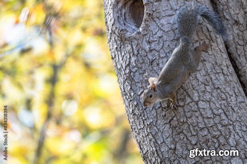 Closeup Of A Squirrel In A Tree 6xJPEG