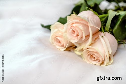 The Branch Of Pink Roses On White Fabric Background 6xJPEG