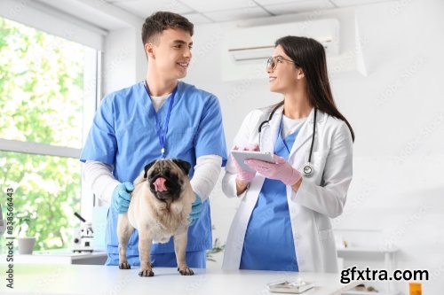 Young Veterinarians Brushing Pug Dog\'s Teeth 6xJPEG