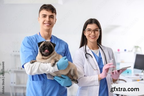 Young Veterinarians Brushing Pug Dog\'s Teeth 6xJPEG