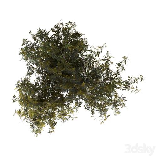 Bush