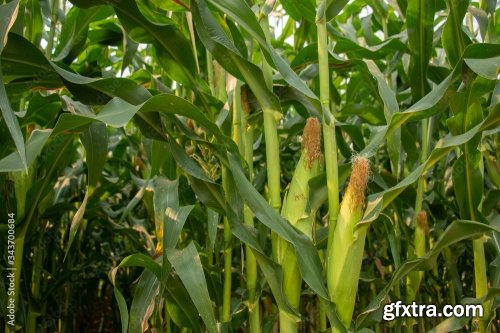 Corn Plantation 11xJPEG