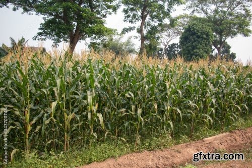 Corn Plantation 11xJPEG