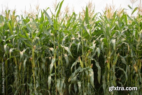 Corn Plantation 11xJPEG