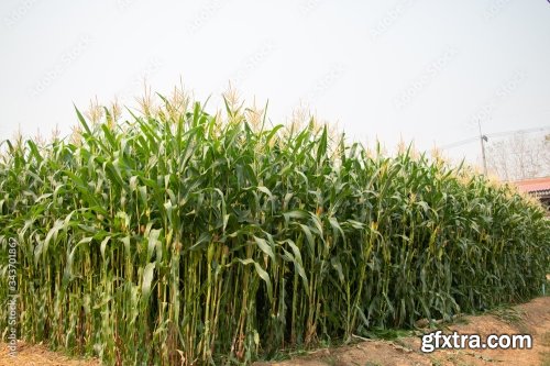 Corn Plantation 11xJPEG