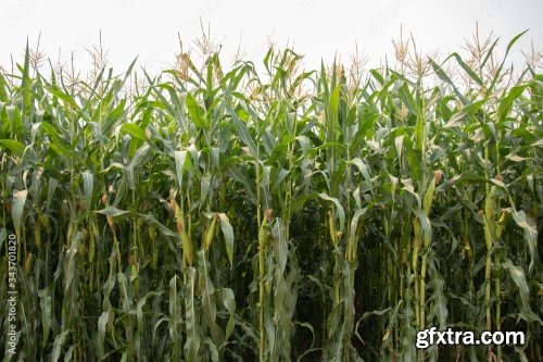 Corn Plantation 11xJPEG