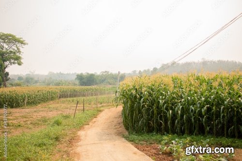 Corn Plantation 11xJPEG