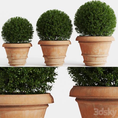 Boxwood evergreen in clay pots