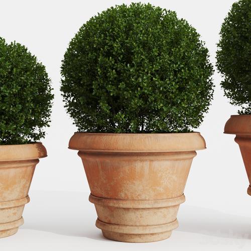 Boxwood evergreen in clay pots