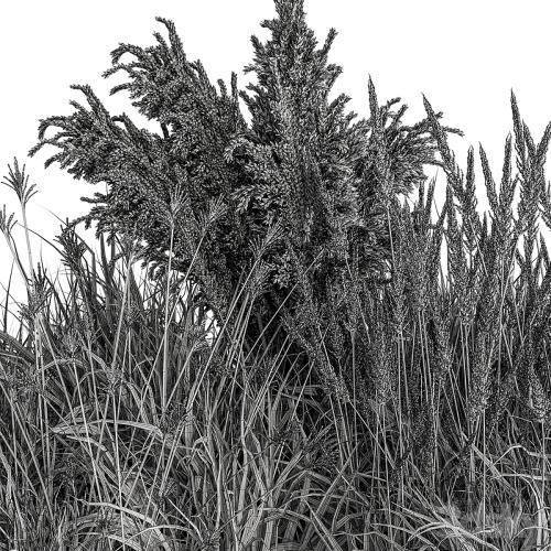 Pampas Plant Bush Set 96