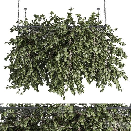 Hanging plants - outdoor plant set 171