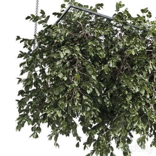 Hanging plants - outdoor plant set 171