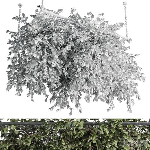 Hanging plants - outdoor plant set 171