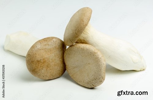 King Oyster Mushroom Isolated On The White Background 6xJPEG