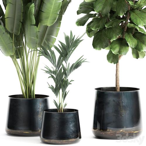 Collection of plants in stylish pots with a small tree Ficus lyrata, Banana palm, Howea . Set 873.