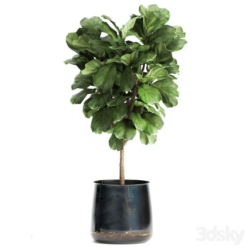 Collection of plants in stylish pots with a small tree Ficus lyrata, Banana palm, Howea . Set 873.