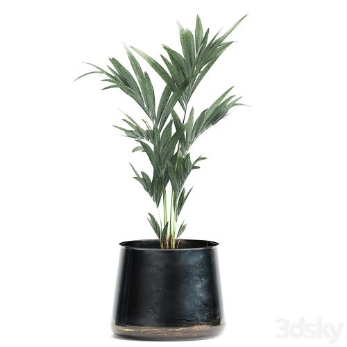 Collection of plants in stylish pots with a small tree Ficus lyrata, Banana palm, Howea . Set 873.