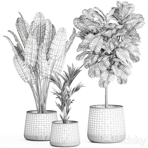 Collection of plants in stylish pots with a small tree Ficus lyrata, Banana palm, Howea . Set 873.