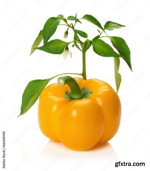 Yellow Pepper Isolated On A White Background 3 16xJPEG