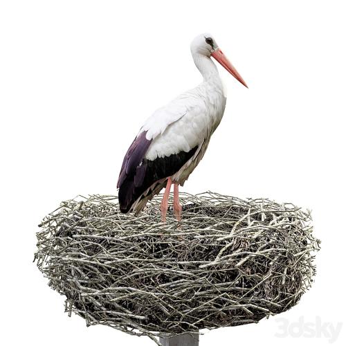 Stork