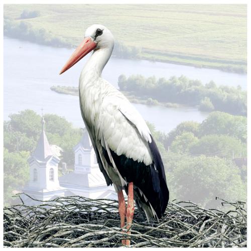 Stork