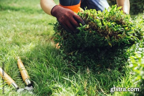 A Young Man Is Gardening Preparing Grass Carpet 4xJPEG