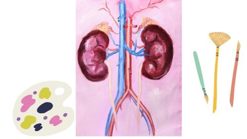 Udemy - How to paint kidneys anatomically with oil colors
