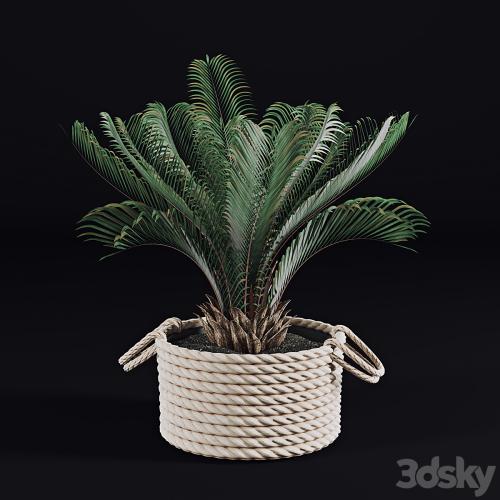 Palms in baskets