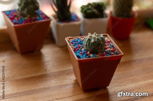 Potted Cactus Isolated On The Table 7xJPEG