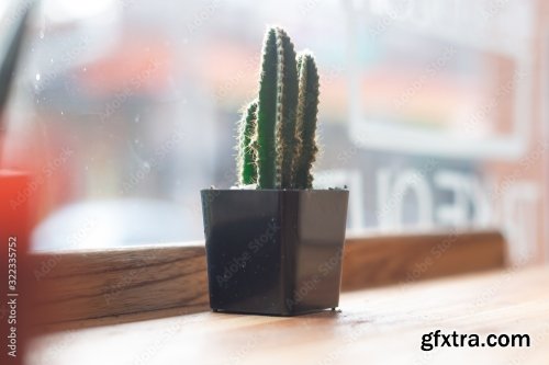 Potted Cactus Isolated On The Table 7xJPEG