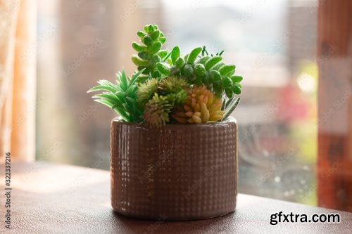 Potted Cactus Isolated On The Table 7xJPEG