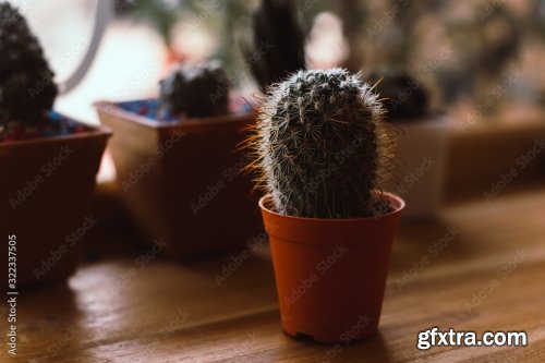 Potted Cactus Isolated On The Table 7xJPEG