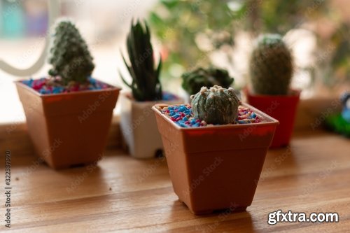 Potted Cactus Isolated On The Table 7xJPEG