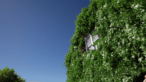 UnrealEngine - Crazy Ivy - Procedural Ivy & Vine Generator Plug-in - Auto Grow Plants In Editor