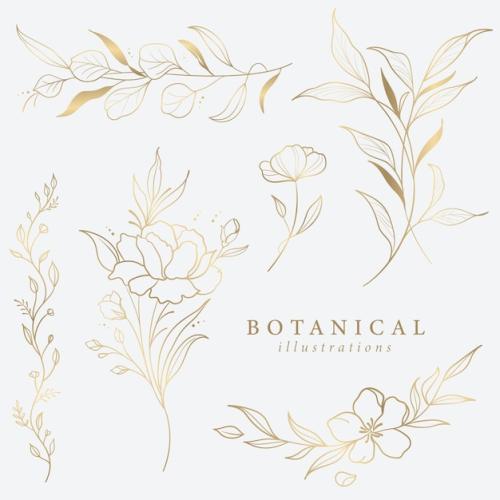 Premium Vector | Botanical Illustrations Leaf Flower Gold Line Art