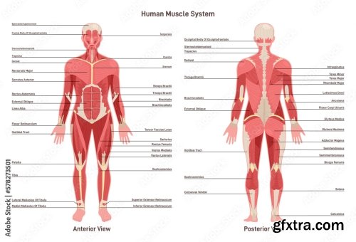 Anatomy 10xAI