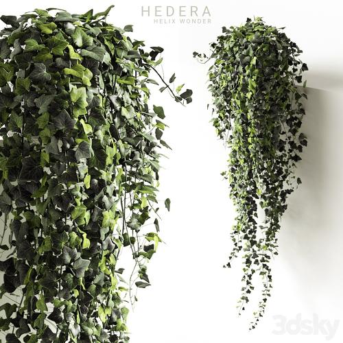 Hedera helix wonder long