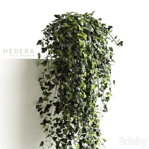 Hedera helix wonder long